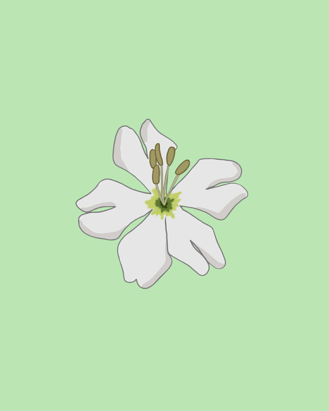 Campion Flower pin